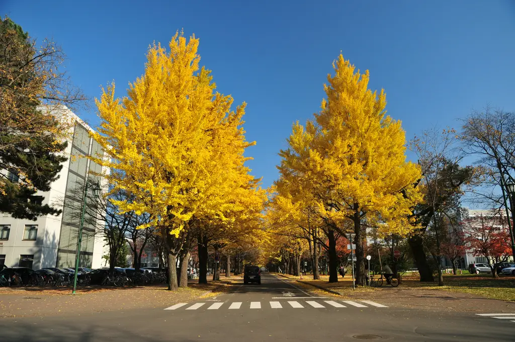 大阪私人導遊：打造專屬於你的非凡體驗